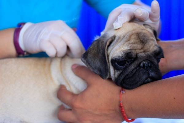 ¿Cómo inscribir a mi perro o gato en el Registro Nacional de Mascotas?