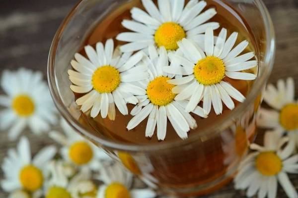Descubre por qué no debes aplicarte manzanilla en los ojos