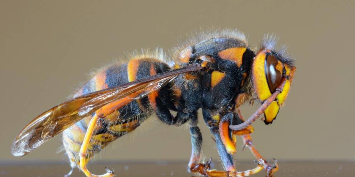 Chile: SAG descarta la presencia de la "avispa asesina" en el país