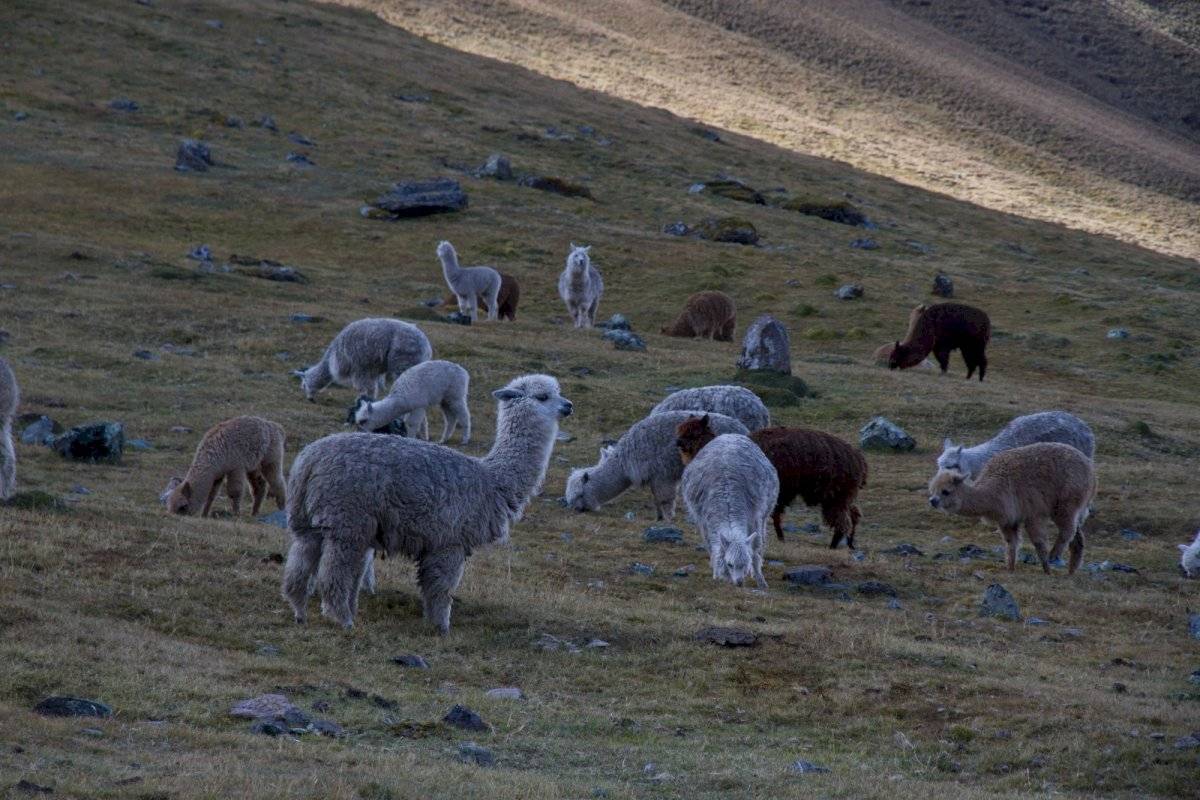 Las llamas ante el coronavirus