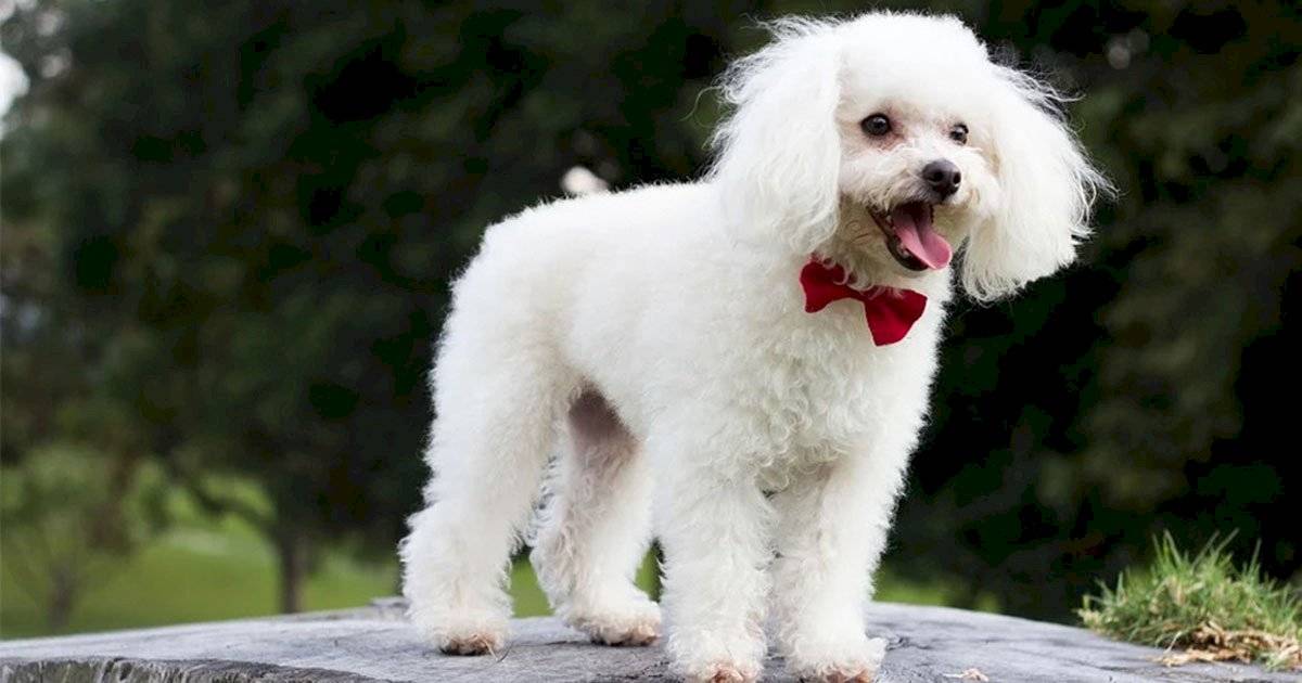 poodle