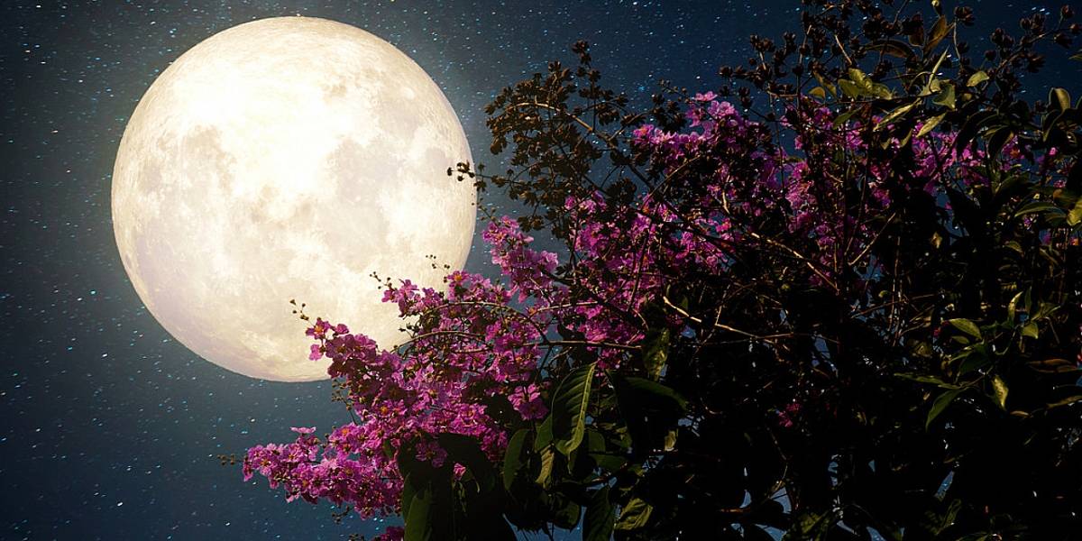 Super Luna de flores 2020: cómo sacar las mejores fotos para crecer tu cuenta de Instagram