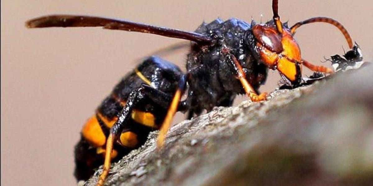 Avispa asesina: este es uno de los insectos capaces de someter al animal