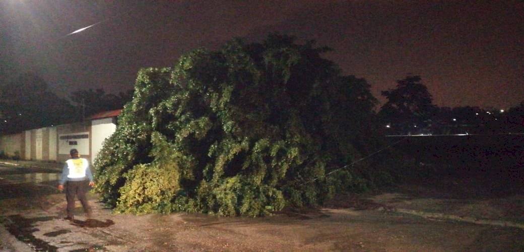 Árbol que cayó en residenciales Catalina, Villa Nueva