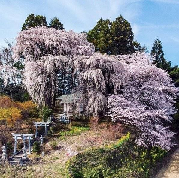 Cerezo