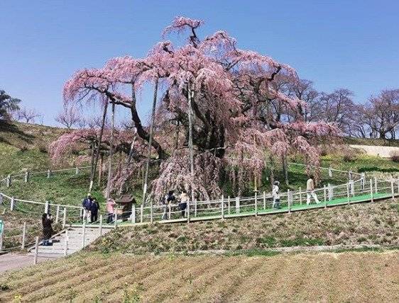 Cerezo