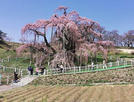 Cerezo Cerezo