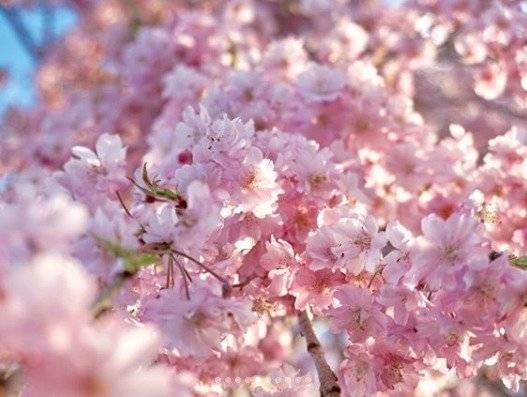 Cerezo