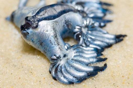 Glaucus Atlanticus