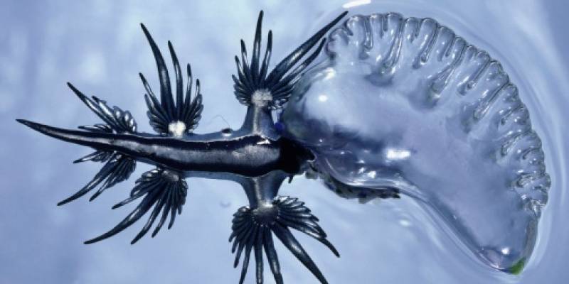 Dragones azules”, la peligrosa criatura que apareció en Estados ...