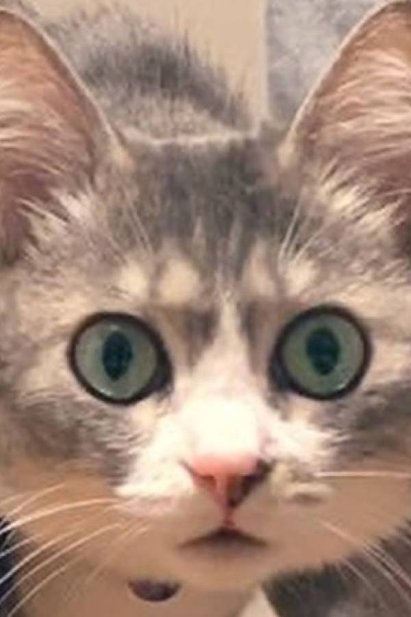 ft
