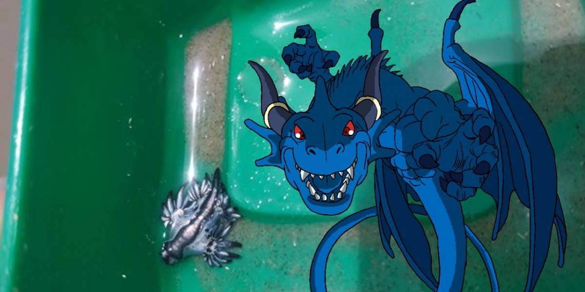 Dragones Azules: ¿cuál es la verdad detrás de estos misteriosos animales?