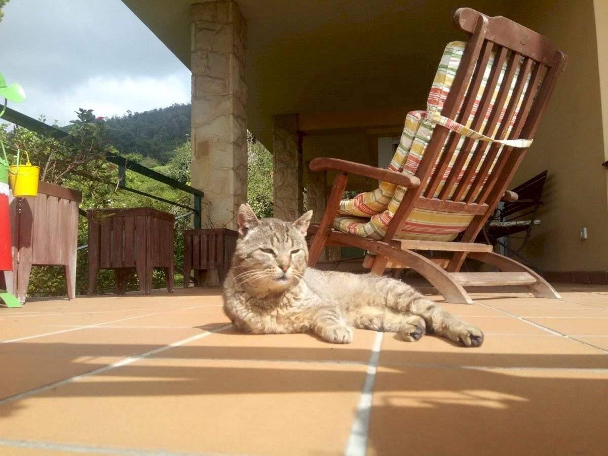 Coronavirus.- Un estudio confirma que los gatos pueden infectarse de humanos y t
