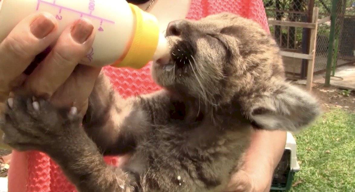 Las crías de puma "Pandemia" y "Cuarentena" se unen al tigre Covid en la familia felina Zoológico de Córdoba