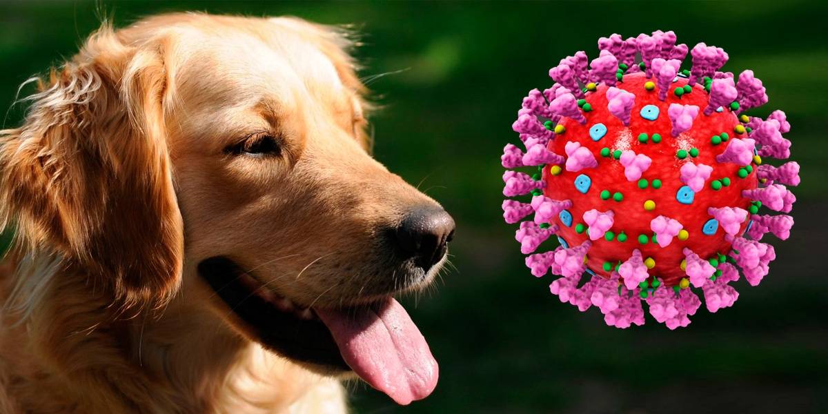 Coronavirus: Corea del Sur aplica pruebas de Covid-19 hasta a sus perros y gatos