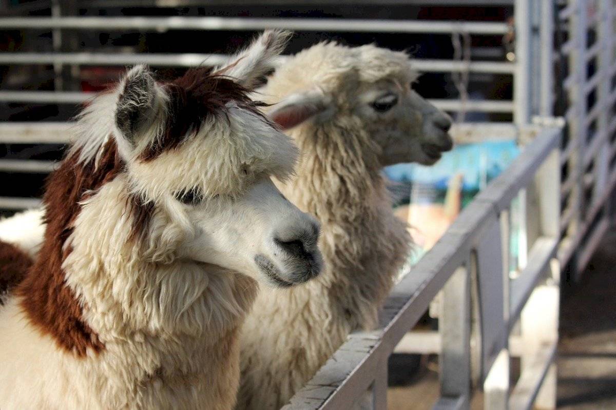 LLamas