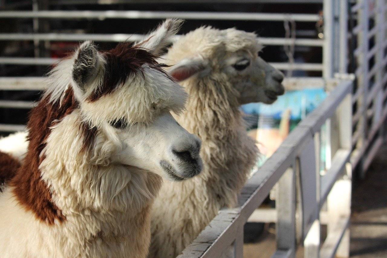 LLamas