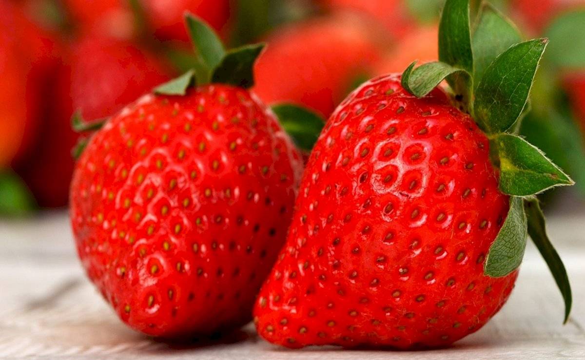 Las fresas son excelentes antioxidantes