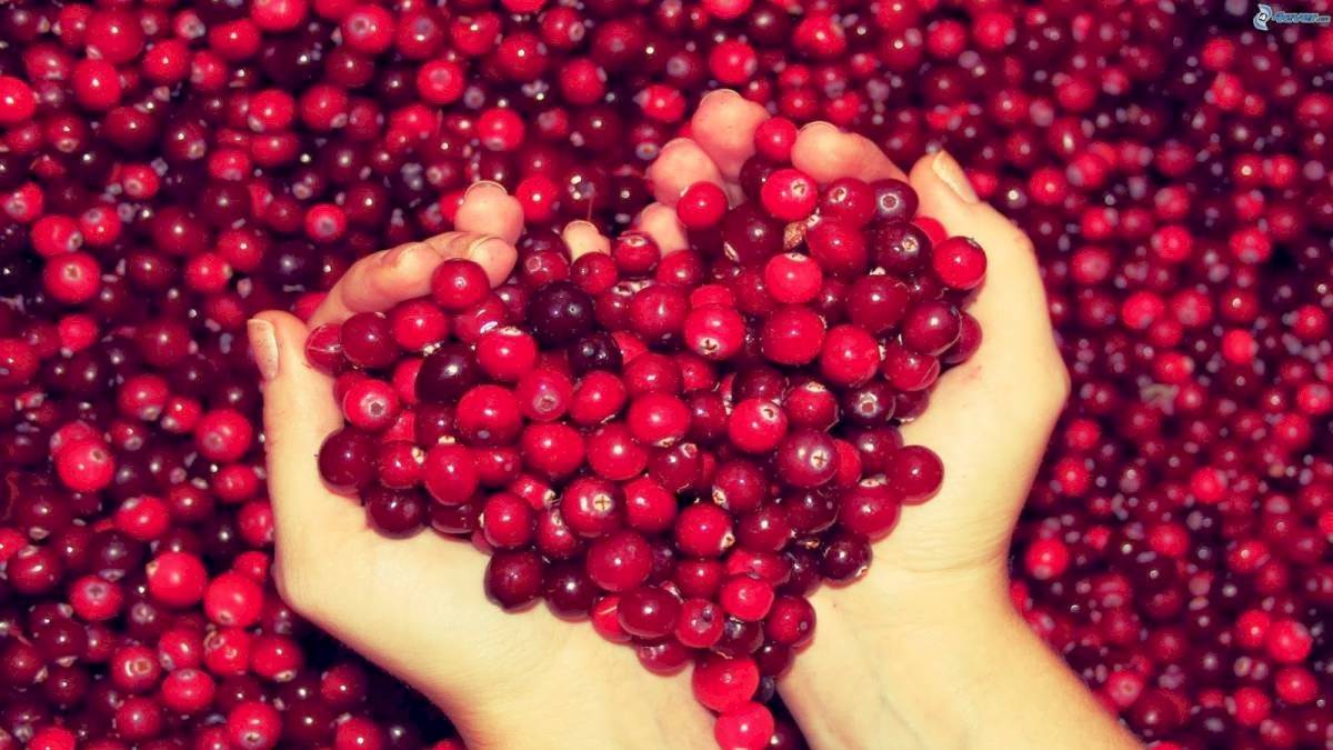 El arándano es perfecto para acompañar nuestro yogurt mañanero