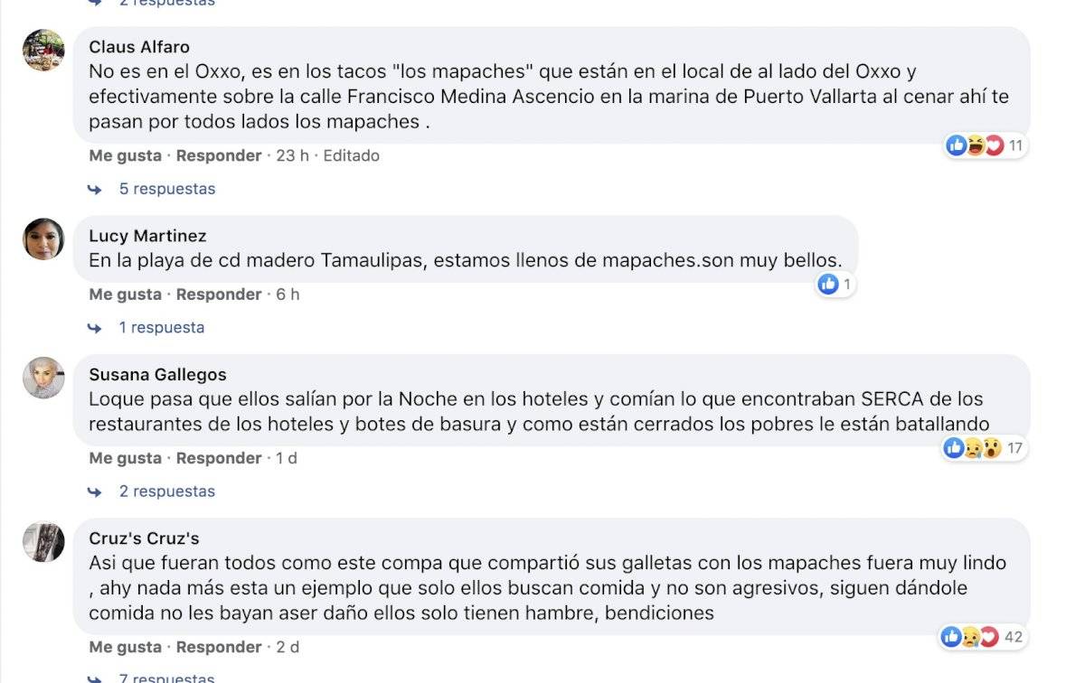 Mapaches piden dulces y productos a clientes que salen de tienda comercial