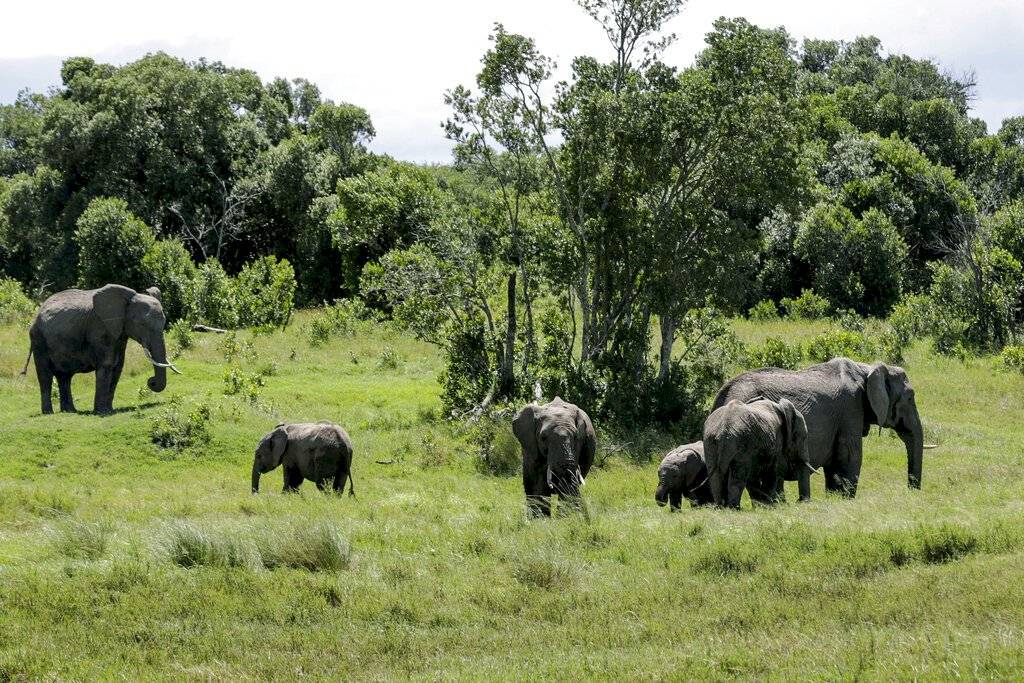 últimos rinocerontes blancos safari de sofá