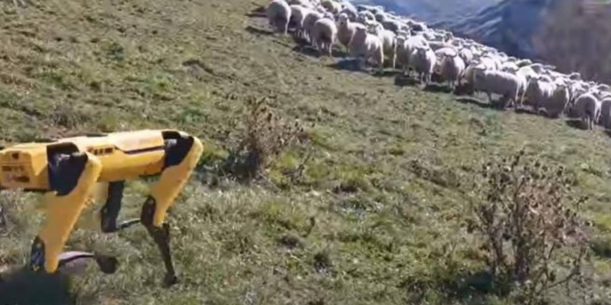Spot, el perro robot, comenzó a pastorear ovejas en Nueva Zelanda