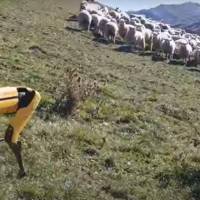 Spot, el perro robot, comenzó a pastorear ovejas en Nueva Zelanda