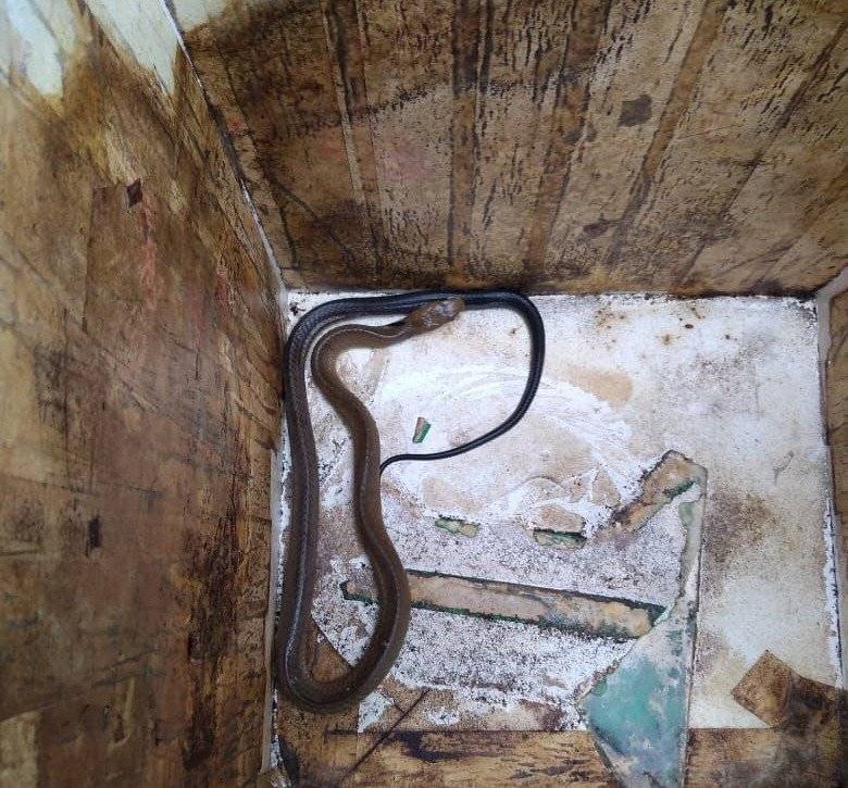 serpiente 2