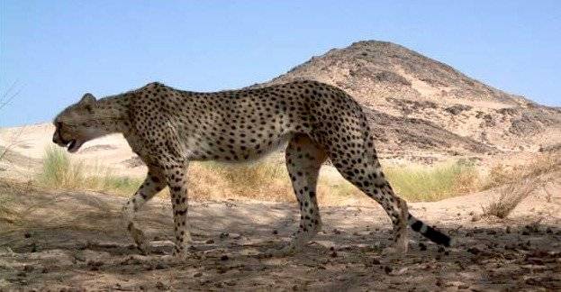 Imagen de archivo - Animalesextincion.es