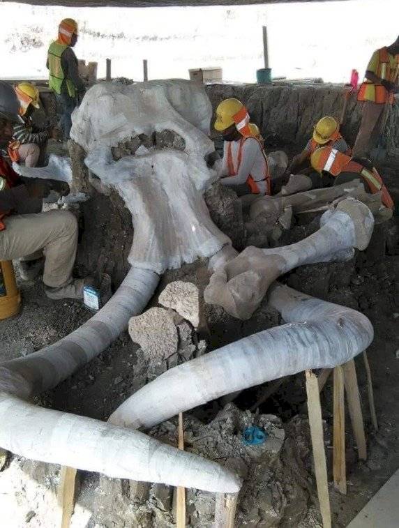 Mamuts en Santa Lucía INAH