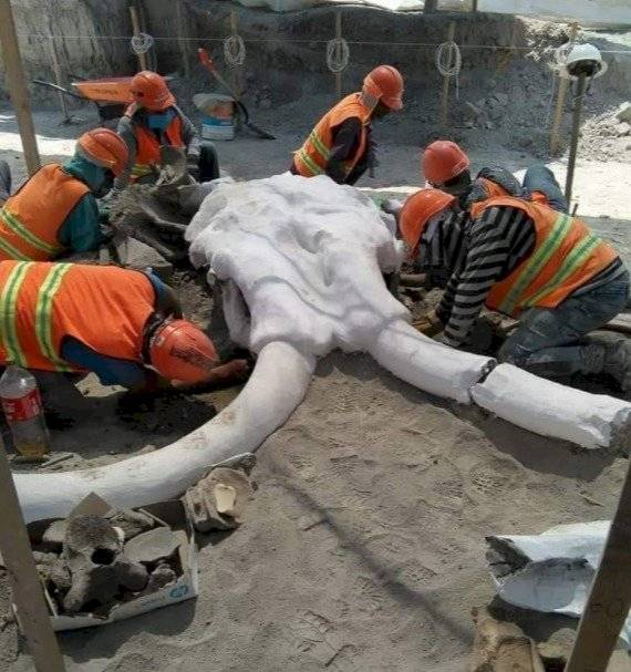 Mamuts en Santa Lucía INAH