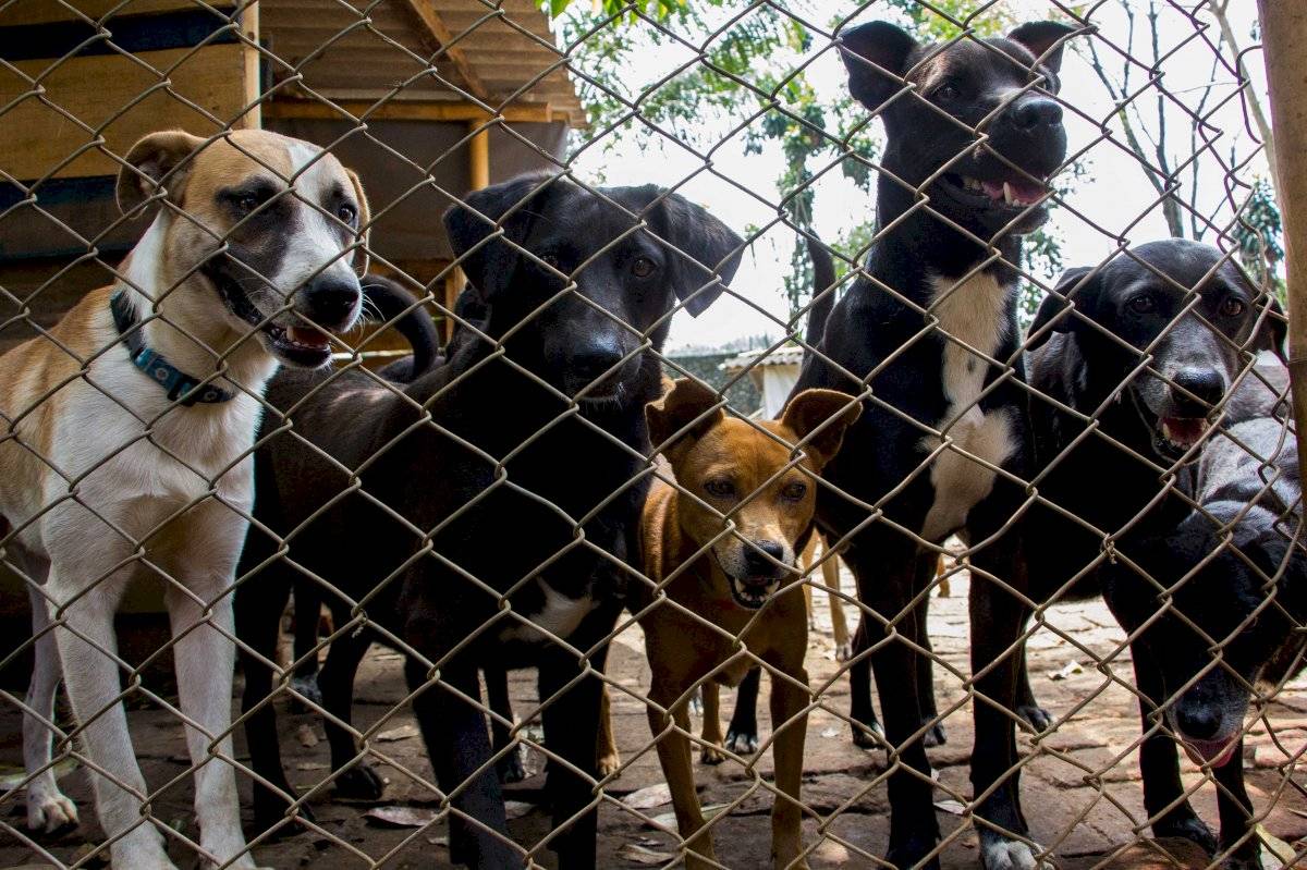 Perritos divinos