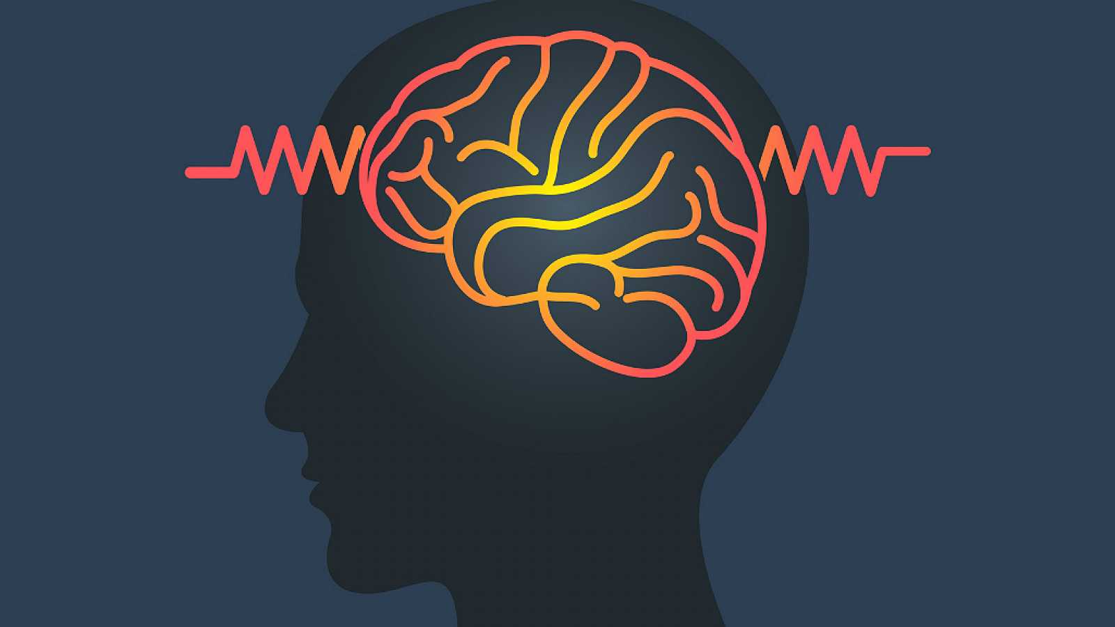 Estudios sobre el cerebro Estudios sobre el cerebro