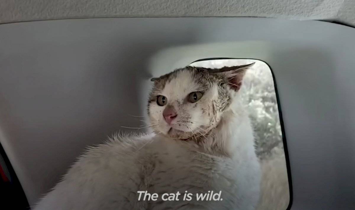 gato abandonado lo subió al auto