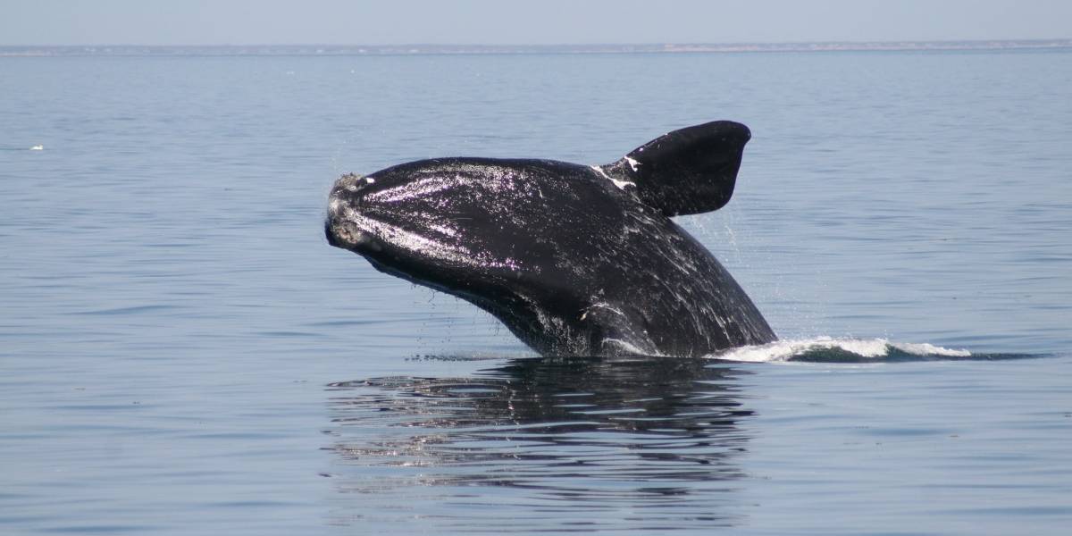 Le quedan 20 años a la ballena franca del Atlántico Norte por el cambio climático y la caza