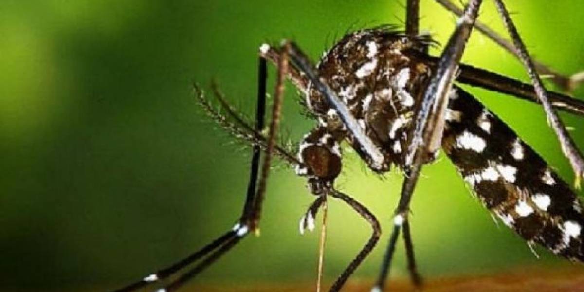 Reapareció el mosquito tigre y el coronavirus fue la causa: es capaz de transmitir 22 virus más