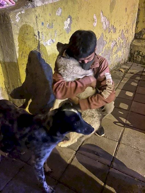 Mascotas rescatadas en colapso estructural en Quito