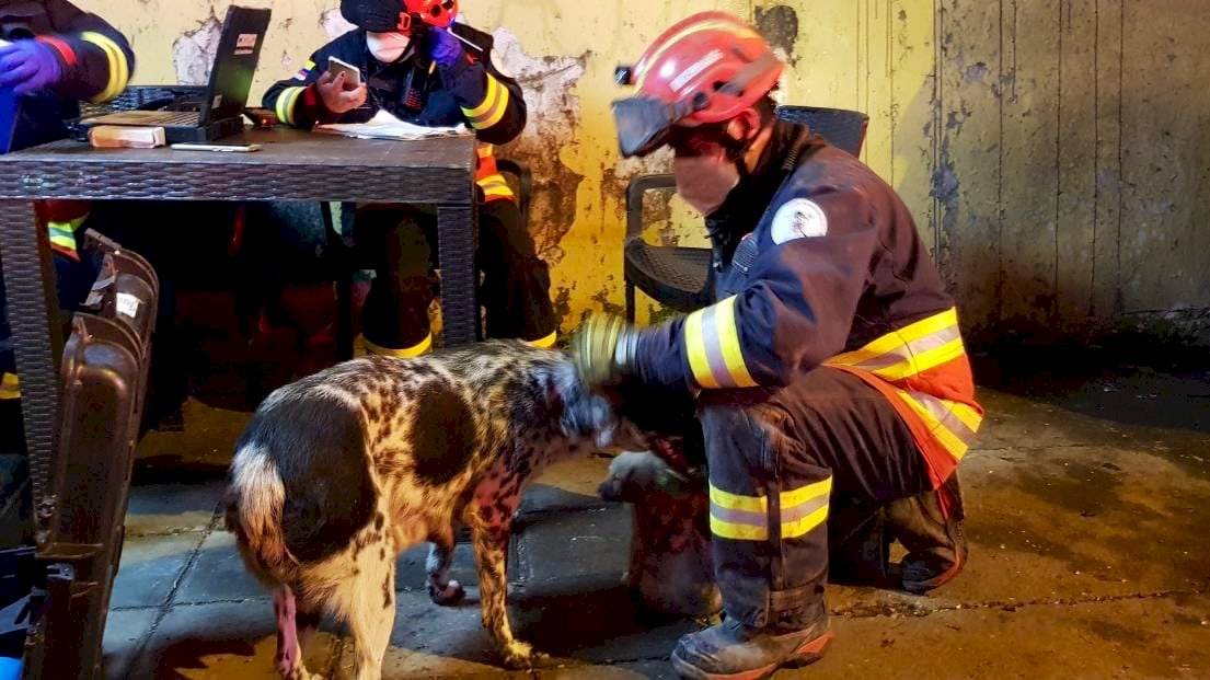 Perrito rescatado en San Roque