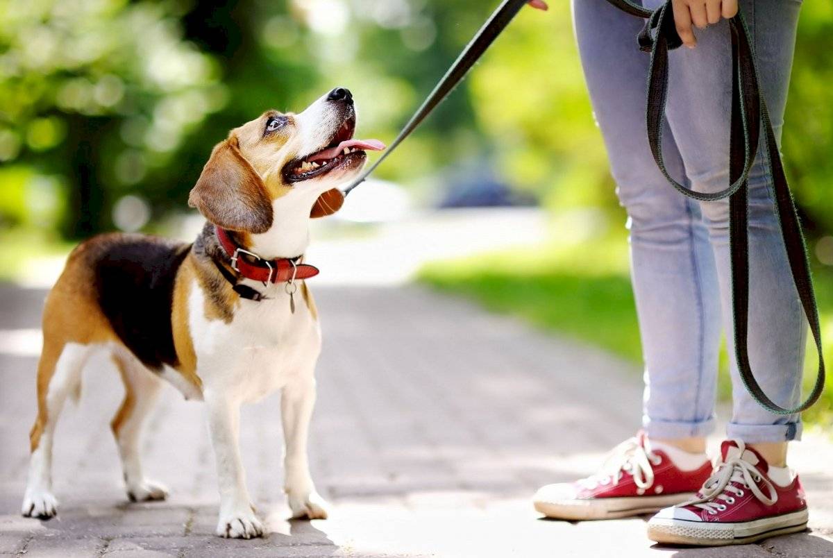Trata de pasear a tu perro en horas donde no le pegue el sol