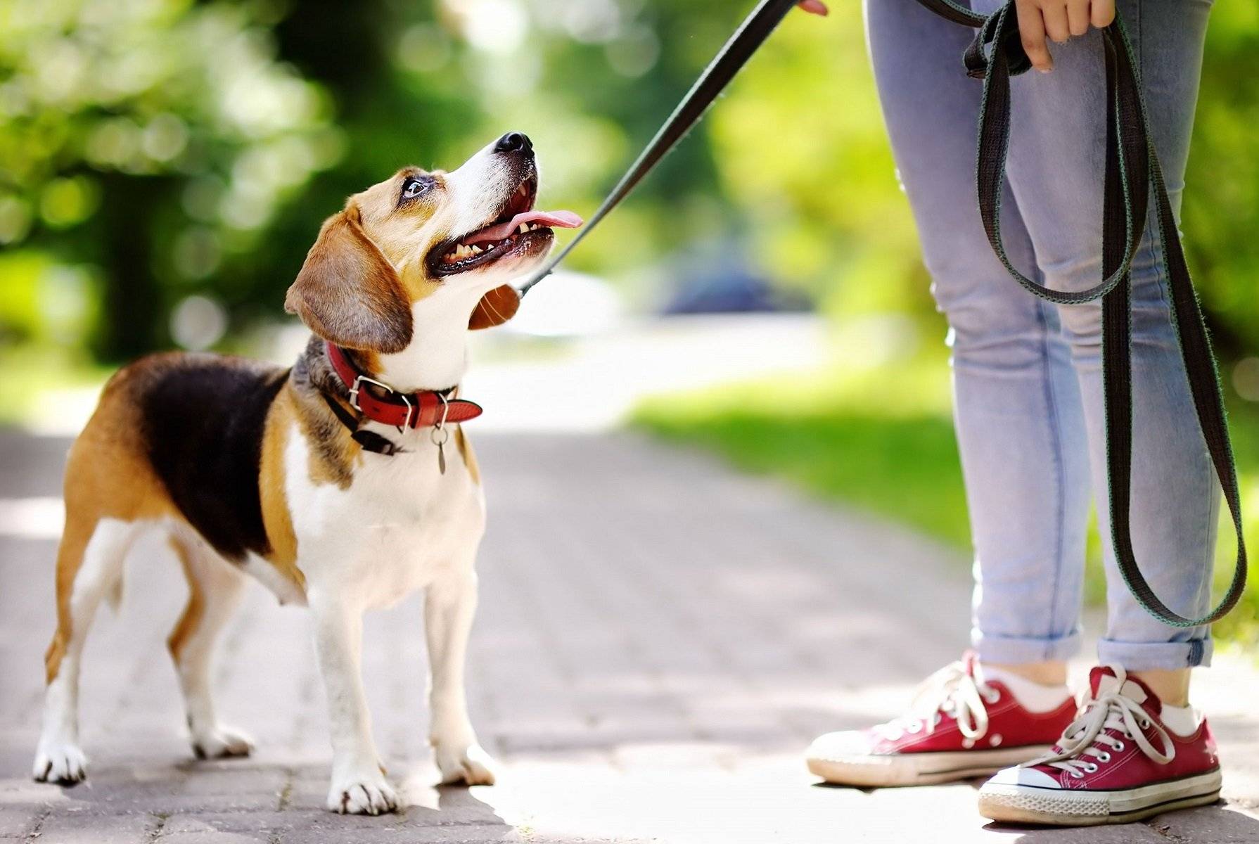 Trata de pasear a tu perro en horas donde no le pegue el sol Perros