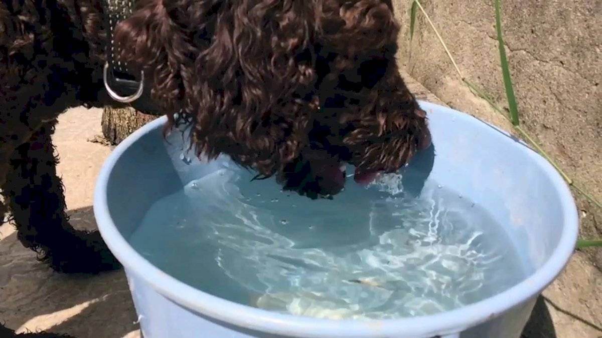 Trata de asegurarte de que su agua esté limpia y fresca constantemente