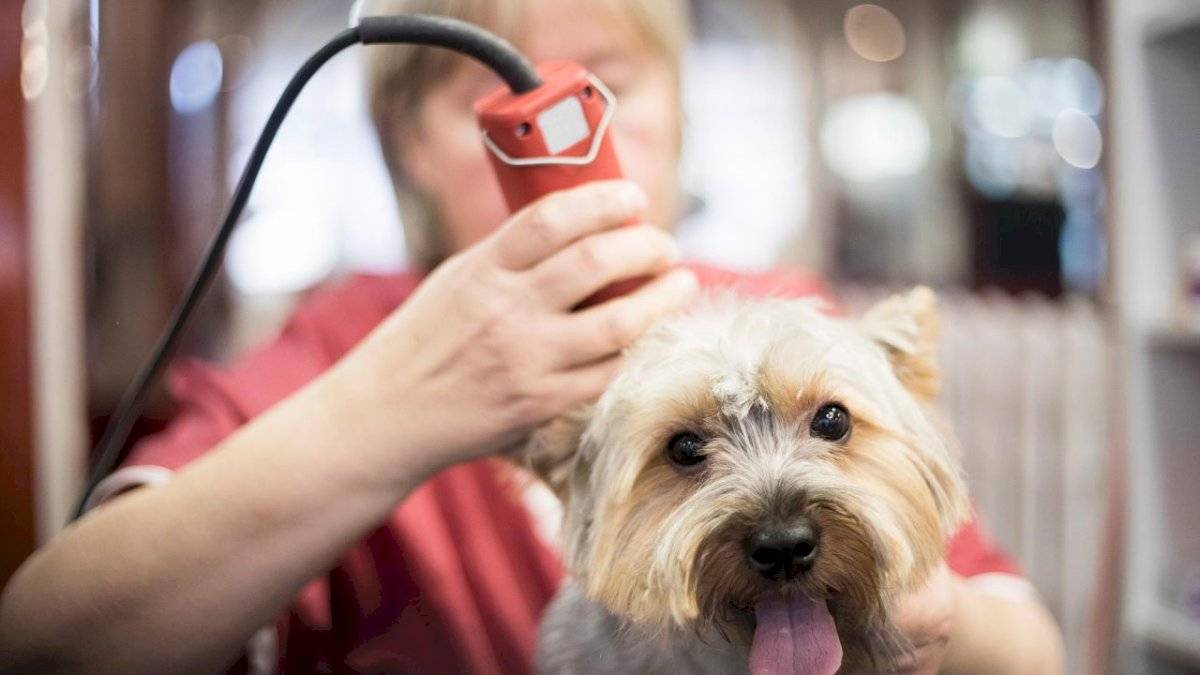 El pelo protege al perro contra el calor, así que no lo rapes