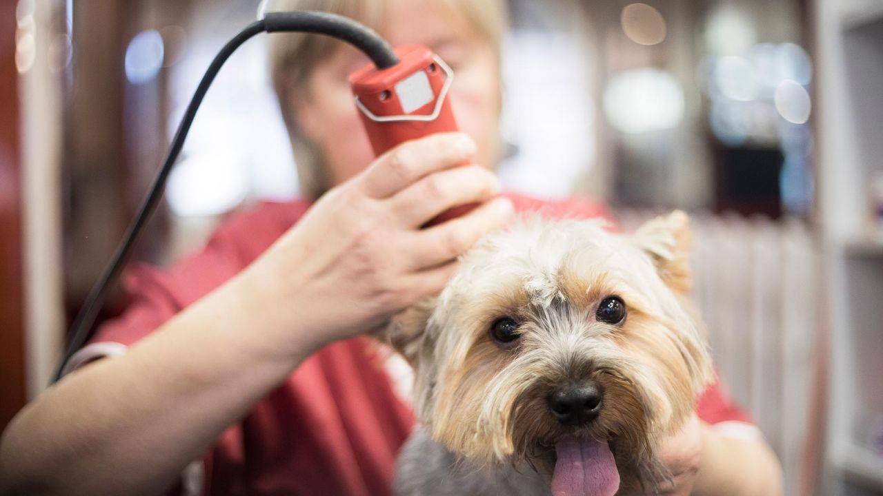 El pelo protege al perro contra el calor, así que no lo rapes Perros