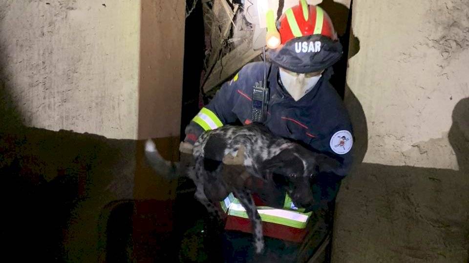 Perro rescatado en San Roque