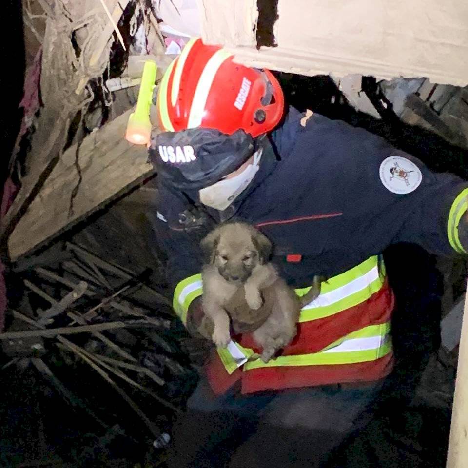 Cachorro rescatado en San Roque