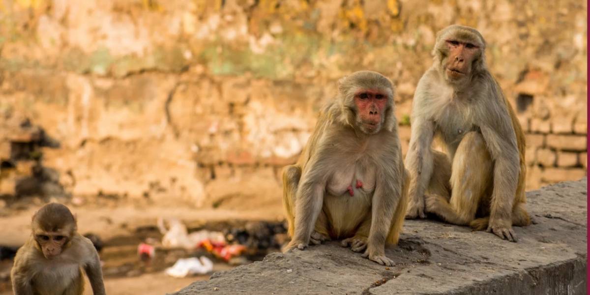Coronavirus: monos roban la sangre infectada de humanos