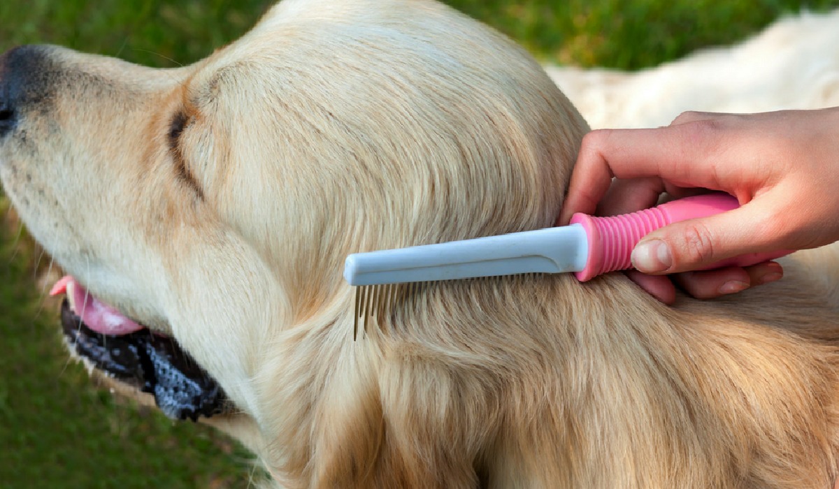 Cepíllalo con frecuencia para quitarle el pelaje que está de más Perros