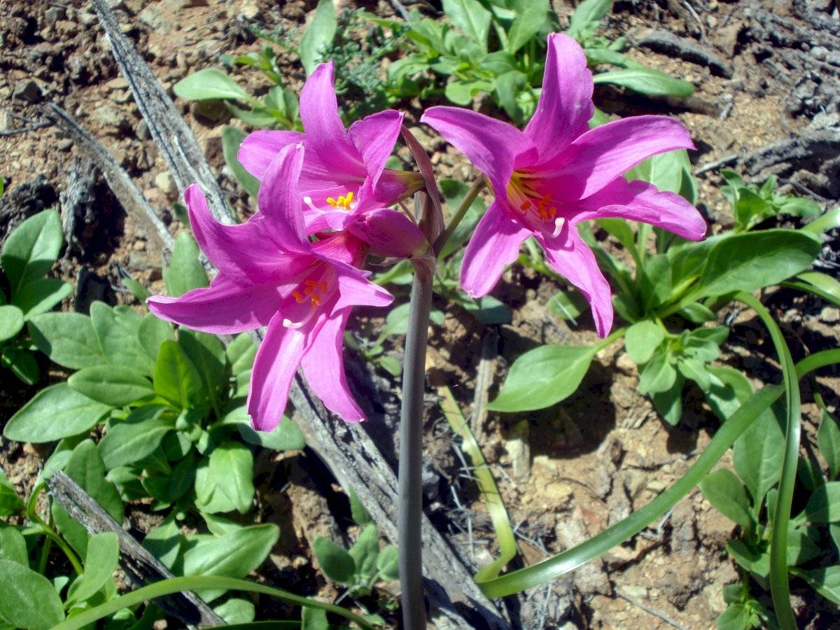 flor
