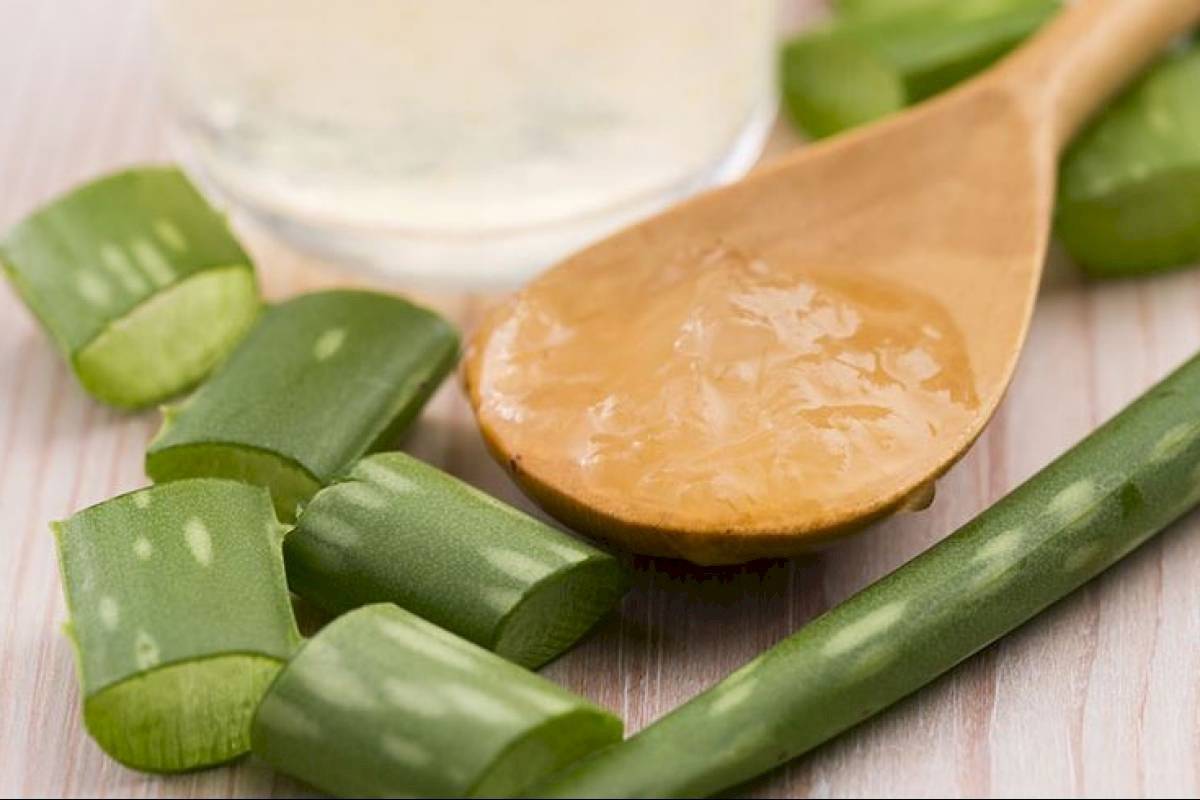 La sábila es un excelente aliado contra el colon irritable