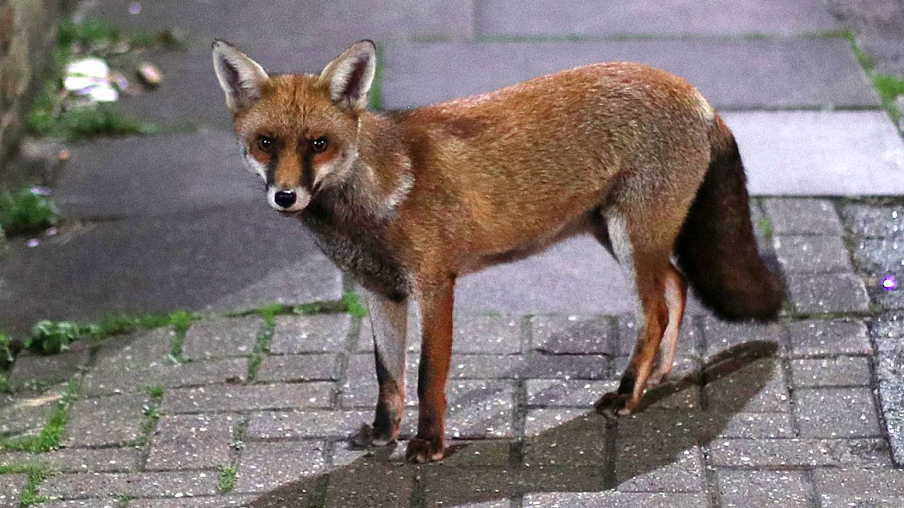  Ciencia zorro rojo urbano 